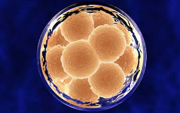 供卵移植内膜八毫米,选择囊胚移植内膜多厚最佳